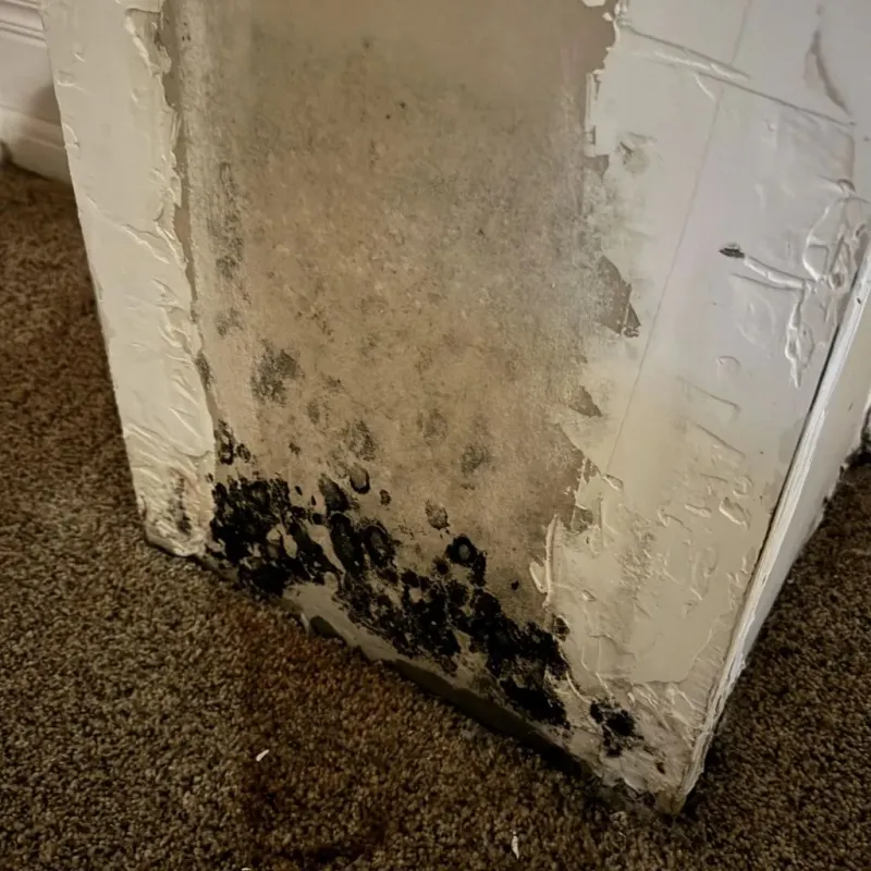 Professional Mold Removal in Hammonton, NJ